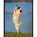 Dancing pugs