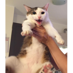 KittenClothing