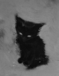 Voidcat Empire