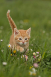 Baby orange tabby's!
