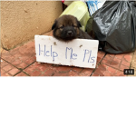 Sad poor puppy