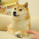 Super Doge Awesomeness Team