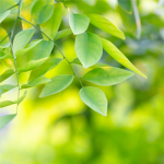 ・Leaf Community
