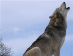 wolves of the beyond lone wolves