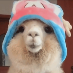 aIpaca