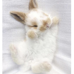 Adorble Bunny’s