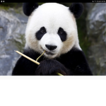 #Panda Army!!!!!