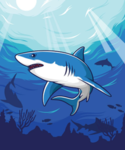 Sharks camp