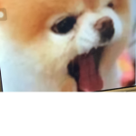 cute fluff pup