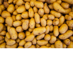 All Potatoes are welcome here!