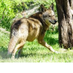 WoLFY1MAN studio