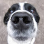 goofy woofy