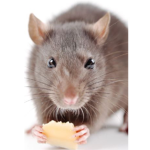 Cheese is a rat my rat