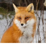 Gruppo delle vere volpi, TAILS MILES YT