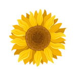 sunflowersxoxo18