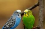 Parakeet_gamings fan club