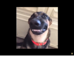 Ignorethefoat