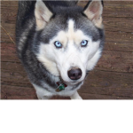 husky lover
