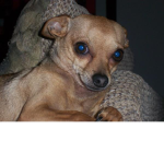 CHIHUAHUA LOVERS!