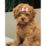 dog cuties