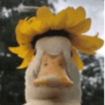 Little quacks