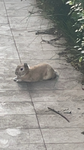 Benny bunny