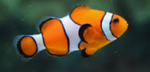 Fish around studios
