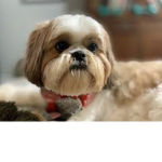 molly westiepoo puppy fan group
