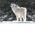 Rbx galore/join if you like wolves