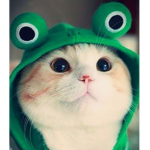 Hamster my name is 07gogodog I am a hamster