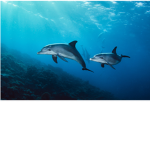 Dolphin fun girls