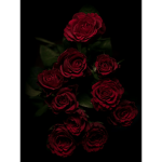 ~.Roses.~