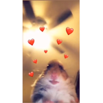 Normal Vibez