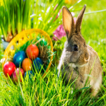The Bunny United