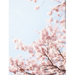 Cherry Blossom Clothes <3