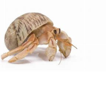 crabby Cruise