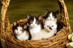 Meow kitten studios
