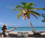 COCONUT GO AHEAD
