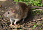 Rats for the united