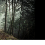 The Forests...