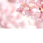 The cherry blossoms!~