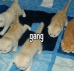 ¥ 2HGAYEN ¥