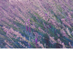 Nature's Flowers