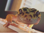Awesome Animals Group