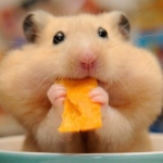 #Team Hamster Forever
