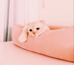 🎀