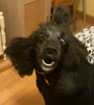 The Lemon Twigs Fan Group And Poodle Team