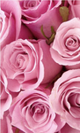 Rose in the way alway bright side:)
