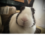 Olive the bunny