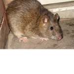 Ratatouille Chefs Club